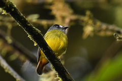 Myiotriccus ornatus