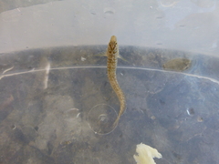 Salaria pavo