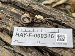 Schenella pityophila