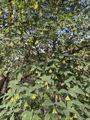 Wikstroemia nutans