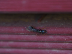 Amblyopone australis