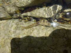Salaria pavo