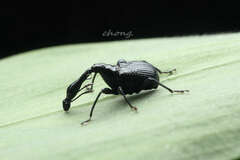 Attelabidae