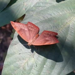 Abisara bifasciata