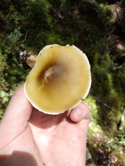 Tricholoma viridiolivaceum