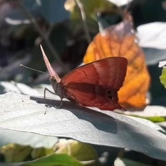 Abisara bifasciata