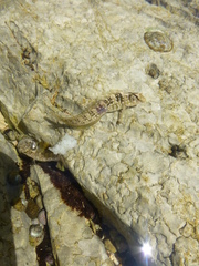 Salaria pavo