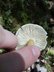 Tricholoma viridiolivaceum