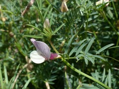 Vicia lutea