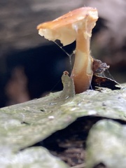 Pluteus aurantiorugosus