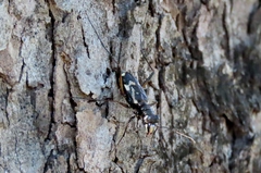 Distipsidera undulata