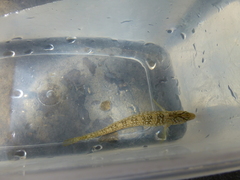 Salaria pavo