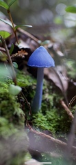 Entoloma hochstetteri