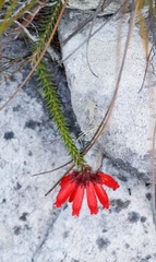 Erica cerinthoides cerinthoides