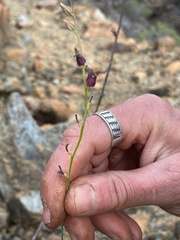 Streptanthus morrisonii