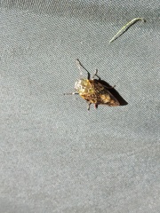 Pseudaphronella jactator