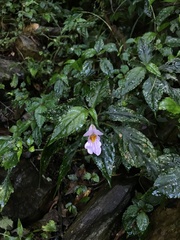 Impatiens uniflora
