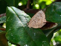 Allotinus subviolaceus