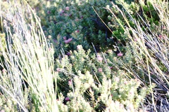 Diastella divaricata divaricata