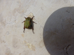 Hoplia