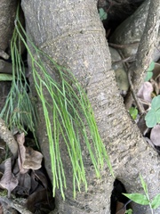 Psilotum nudum