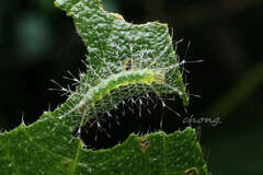 Tanaecia whiteheadi
