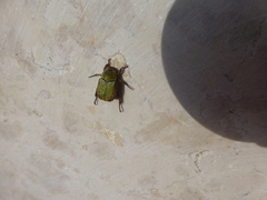 Hoplia