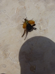 Hoplia