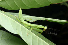 Hierodula pistillinota