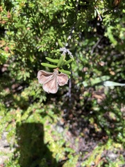 Orites revolutus