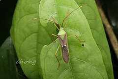 Homoeocerus bipunctatus