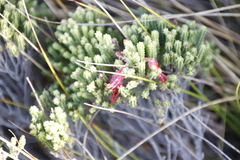 Erica monadelphia