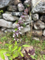Ocimum basilicum