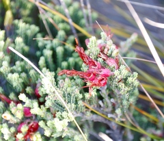Erica monadelphia
