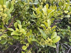 Dendrotrophe varians