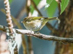 Phylloscopus umbrovirens