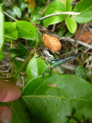Eupholidoptera schmidti
