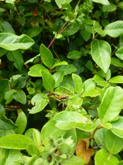 Eupholidoptera schmidti