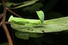 Hierodula latipennis