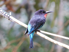Merops gularis australis