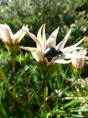 Oxythyrea