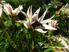 Oxythyrea
