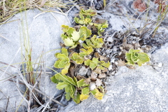 Osmitopsis dentata