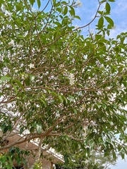 Tabernaemontana divaricata