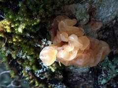 Tremella vesiculosa