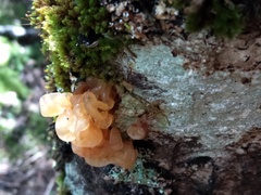 Tremella vesiculosa