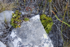 Osmitopsis dentata