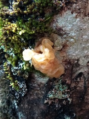 Tremella vesiculosa