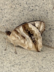Junonia oenone