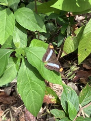Adelpha iphicleola